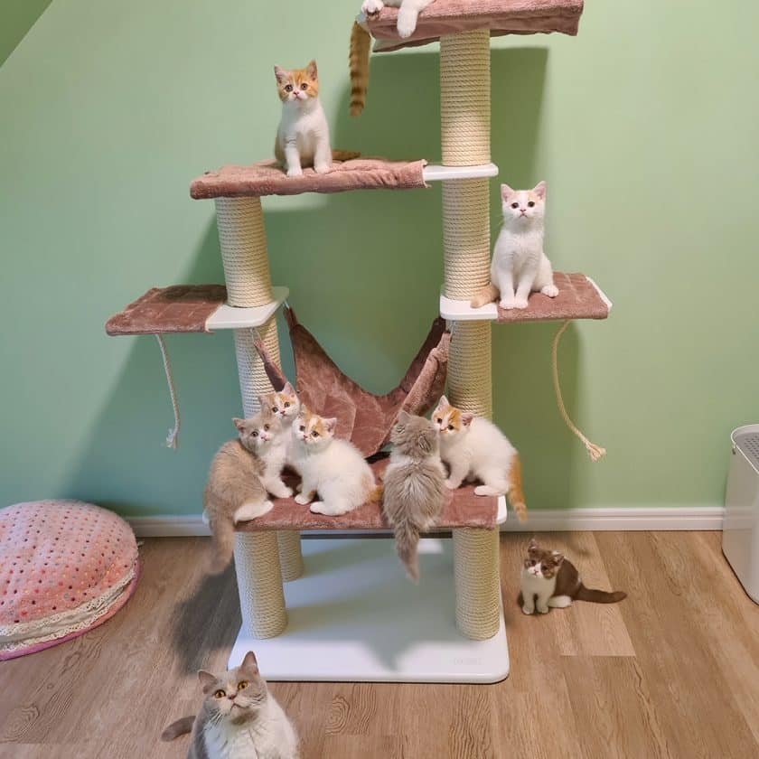 Rascador básico 7A para gatos