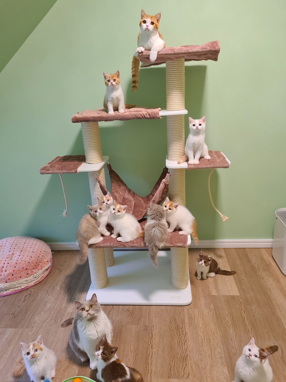 Rascador básico 7A para gatos